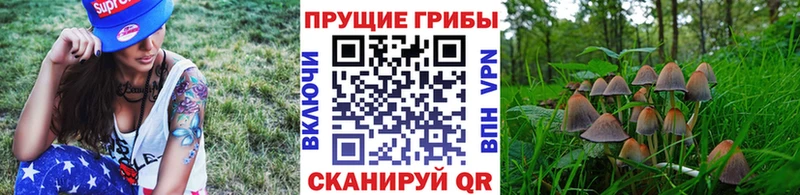купить   Коряжма  Галлюциногенные грибы Psilocybine cubensis 